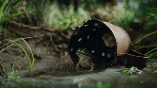 Nightmares of Nature Wilde Horrorgeschichten Staffel 1 Netflix Streamen online