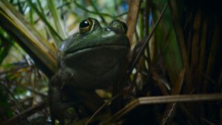 Nightmares of Nature Wilde Horrorgeschichten Staffel 1 Netflix Streamen online