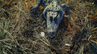 Nightmares of Nature Wilde Horrorgeschichten Staffel 1 Netflix Streamen online