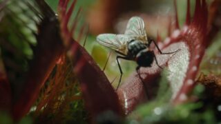 Nightmares of Nature Wilde Horrorgeschichten Staffel 1 Netflix Streamen online