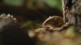 Nightmares of Nature Wilde Horrorgeschichten Staffel 1 Netflix Streamen online