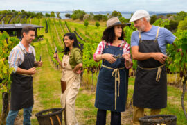 Das Traumschiff Auckland TV Fernsehen ZDF Streamen online Mediathek Video on Demand Herzkino DVD kaufen