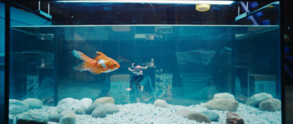 Der Mann, der immer kleiner wurde – Die unglaubliche Geschichte des Mr. C L’Homme qui rétrécit