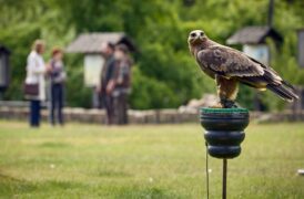Die Heiland - Wir sind Anwalt Greifvogel unter Verdacht Tv Fernsehen ARD Streamen online Mediathek Video on Demand Das Erste DVD kaufen