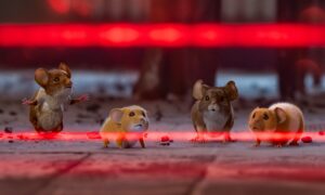 Mission: Mäusejagd – Chaos unterm Weihnachtsbaum Hvis ingen går I fella