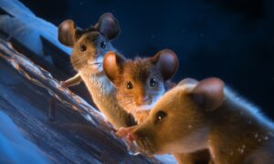 Mission: Mäusejagd – Chaos unterm Weihnachtsbaum Hvis ingen går I fella