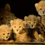 Für die Wildnis geboren Born to Be Wild Apple TV+ Streamen online Video on Demand