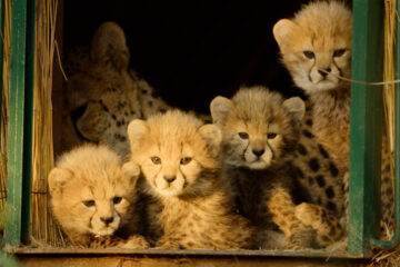 Für die Wildnis geboren Born to Be Wild Apple TV+ Streamen online Video on Demand