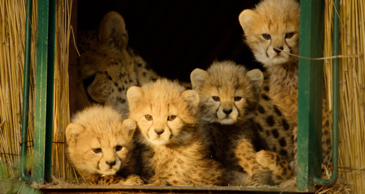 Für die Wildnis geboren Born to Be Wild Apple TV+ Streamen online Video on Demand