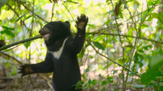 Für die Wildnis geboren Born to Be Wild Apple TV+ Streamen online Video on Demand