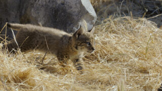 Für die Wildnis geboren Born to Be Wild Apple TV+ Streamen online Video on Demand