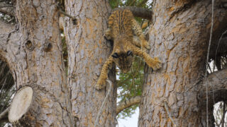 Für die Wildnis geboren Born to Be Wild Apple TV+ Streamen online Video on Demand