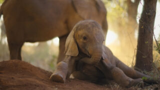 Für die Wildnis geboren Born to Be Wild Apple TV+ Streamen online Video on Demand