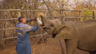 Für die Wildnis geboren Born to Be Wild Apple TV+ Streamen online Video on Demand