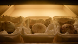 Für die Wildnis geboren Born to Be Wild Apple TV+ Streamen online Video on Demand