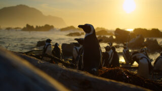 Für die Wildnis geboren Born to Be Wild Apple TV+ Streamen online Video on Demand