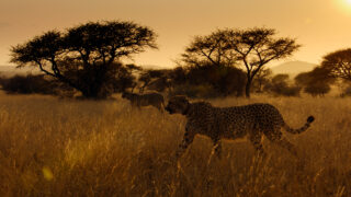 Für die Wildnis geboren Born to Be Wild Apple TV+ Streamen online Video on Demand