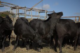 In Vitro – Das Klon-Experiment