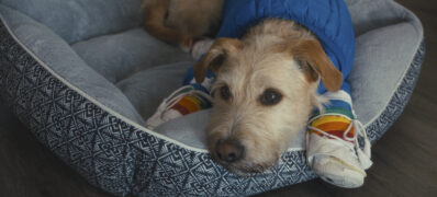 Merv Amazon Prime Video Streamen online Video on Demand