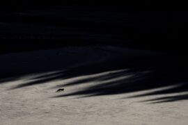 Das Fluestern der Waelder Le Chant des Forêts