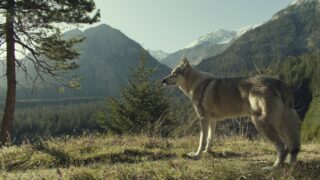 Der Garmisch-Krimi Wolfsmord Tv Fernsehen ZDF Streamen online Video on Demand Mediathek DVD kaufen
