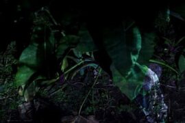 Yurugu – Invisible Lines