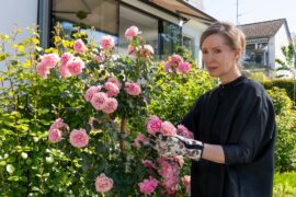 Der Staatsanwalt Rosen und Diamanten Tv Fernsehen ZDF Streamen online Mediathek Video on Demand DVD kaufen