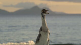 Die Dinosaurier Netflix