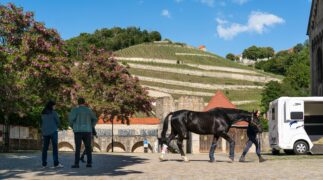 Zwei Frauen für alle Felle: Pferdeliebe Tv Fernsehen Das Erste ARD Streamen online Mediathek Video on Demand DVD kaufen