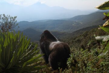 Eine Gorilla-Story erzählt von David Attenborough Netflix Streamen online Video on Demand