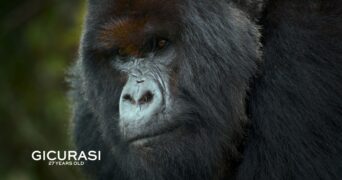 Eine Gorilla-Story erzählt von David Attenborough Netflix Streamen online Video on Demand
