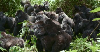 Eine Gorilla-Story erzählt von David Attenborough Netflix Streamen online Video on Demand