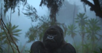 Eine Gorilla-Story erzählt von David Attenborough Netflix Streamen online Video on Demand