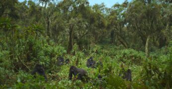 Eine Gorilla-Story erzählt von David Attenborough Netflix Streamen online Video on Demand