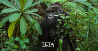 Eine Gorilla-Story erzählt von David Attenborough Netflix Streamen online Video on Demand