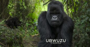 Eine Gorilla-Story erzählt von David Attenborough Netflix Streamen online Video on Demand