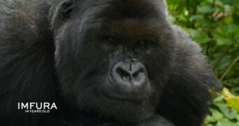 Eine Gorilla-Story erzählt von David Attenborough Netflix Streamen online Video on Demand