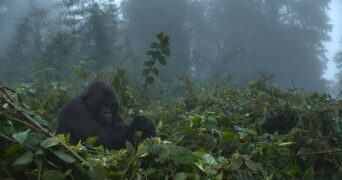 Eine Gorilla-Story erzählt von David Attenborough Netflix Streamen online Video on Demand