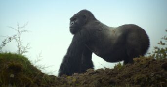 Eine Gorilla-Story erzählt von David Attenborough Netflix Streamen online Video on Demand