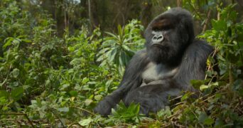 Eine Gorilla-Story erzählt von David Attenborough Netflix Streamen online Video on Demand
