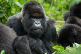 Eine Gorilla-Story erzählt von David Attenborough Netflix Streamen online Video on Demand