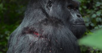 Eine Gorilla-Story erzählt von David Attenborough Netflix Streamen online Video on Demand