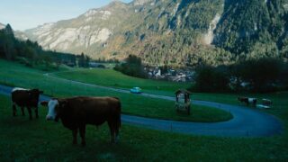 Sew Torn – Fäden des Verbrechens