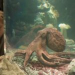 Das Glück hat acht Arme Remarkably Bright Creatures Netflix Streamen online Video on Demand