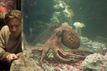 Das Glück hat acht Arme Remarkably Bright Creatures Netflix Streamen online Video on Demand
