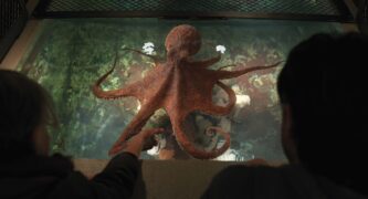 Das Glück hat acht Arme Remarkably Bright Creatures Netflix Streamen online Video on Demand