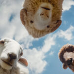 Glennkill Ein Schafskrimi The Sheep Detectives