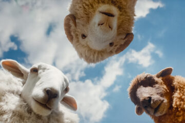 Glennkill Ein Schafskrimi The Sheep Detectives