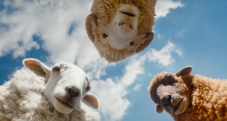 Glennkill Ein Schafskrimi The Sheep Detectives