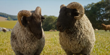 Glennkill Ein Schafskrimi The Sheep Detectives